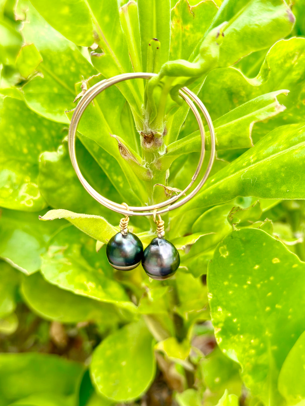 Tahitian Pearl Hoop Earrings