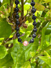 Pink Edison Pearl Labradorite and Lava Beaded Necklace