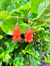 Gummy Bear Earrings