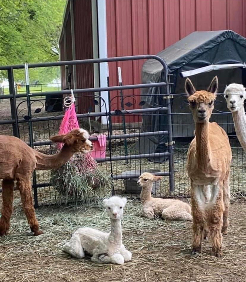 Alpaca laundry balls deals