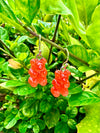 Gummy Bear Earrings